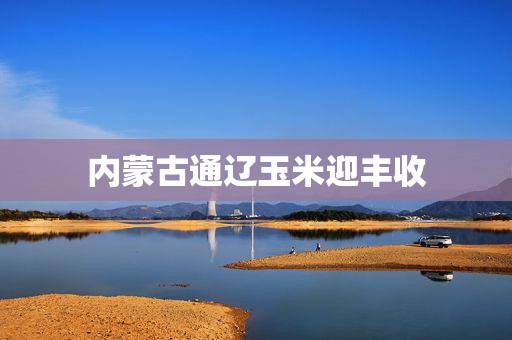 内蒙古通辽玉米迎丰收