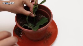 玫瑰的种植方法(沙漠玫瑰的种植方法)