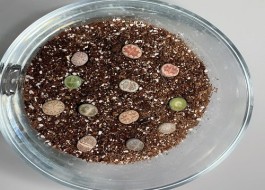 石生花的种植方法(石生花幼苗养殖方法)