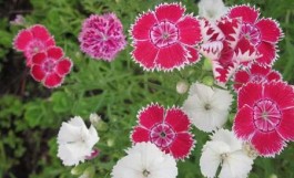 石竹花的养殖方法(石竹花的养殖方法和注意事项 盆栽)