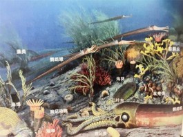 研究：缺氧海水扩张，或是4.6亿年前海洋生物多样性大幅下降诱因