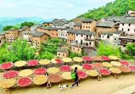 乡村发展绘新篇
