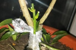 嫁接方法(植物嫁接方法)