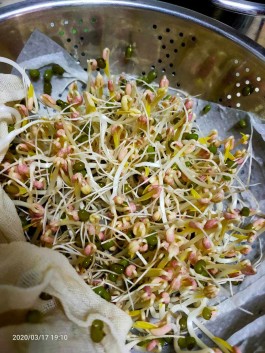 生绿豆芽的方法(用盆生绿豆芽的方法)