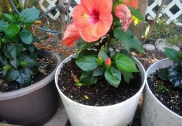 啤酒浇花的正确方法(过期啤酒浇花的正确方法)