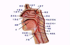 唱歌的发声技巧(唱歌的发声技巧练)