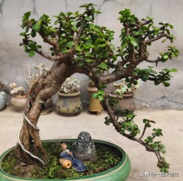 金枝玉叶花的养殖方法和注意事项(金枝玉叶花的养殖方法和注意事项蟹爪兰)
