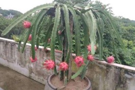 火龙果的种植方法(红心火龙果的种植方法)