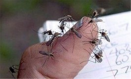 灭蚊方法(灭蚊方法小妙招)