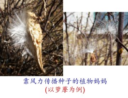 传播种子的方法(罂粟传播种子的方法)