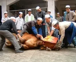 回族人为什么不吃猪肉(别再问我回族为什么不吃猪肉)