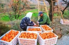 柿子红了，道路通了――山东临朐县山村振兴记