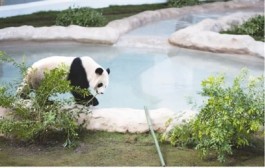 “中国元素”如满天繁星