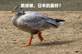 羊小咩便荔卡兑现秒到回款指南，轻松实现资金快速到账