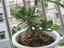 养花技巧(栀子花养花技巧)