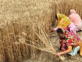 全球为何陷入粮食危机？四大因素起决定性作用，印度又“补一刀”
