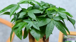 发财树的养殖方法视频(发财树养植方法)