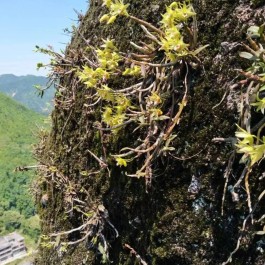 铁皮石斛种植方法(铁皮石斛种植方法图)