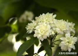 十里香的养殖方法(小香兰的养殖方法)