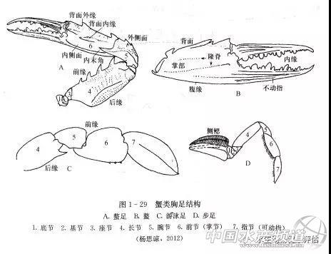螃蟹为什么横着走(看过螃蟹走路,但不知道为什么横着吧?) 第3张 螃蟹为什么横着走(看过螃蟹走路,但不知道为什么横着吧?) 第3张