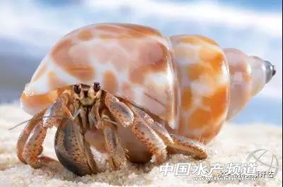 螃蟹为什么横着走(看过螃蟹走路,但不知道为什么横着吧?) 第4张 螃蟹为什么横着走(看过螃蟹走路,但不知道为什么横着吧?) 第4张