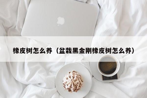 橡皮树怎么养（盆栽黑金刚橡皮树怎么养）