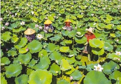 生态治理的巢湖答卷 第8张 生态治理的巢湖答卷 第8张