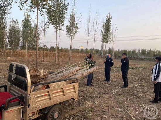 河北安平1.5万棵景观树遭砍伐破坏，村民称土地流转费迟迟未到账只能复耕